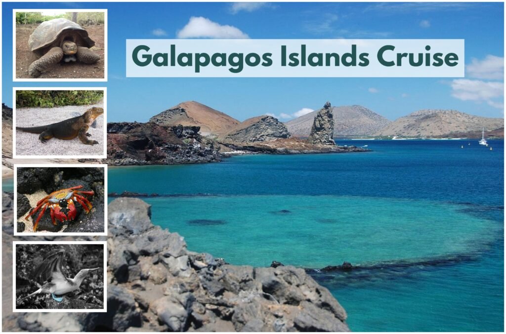 Embark on an unforgettable cruise to the Galapagos Islands and be amazed by the incredible biodiversity and unique wildlife!
