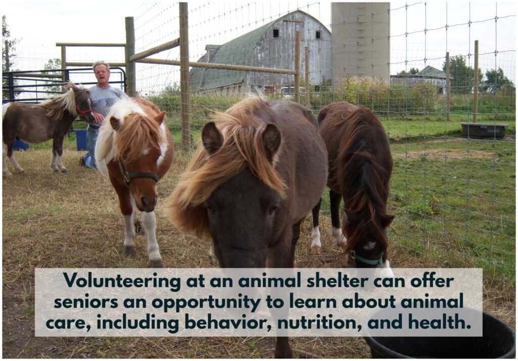 Volunteering at an animal shelter can offer seniors an opportunity to learn about animal care, including behavior, nutrition, and health.