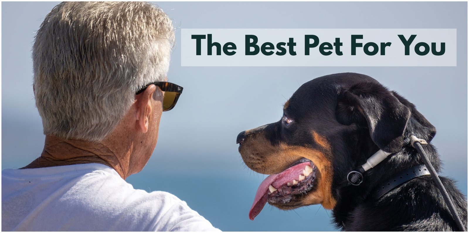 A Great Guide to Choosing the Right Pet for Seniors