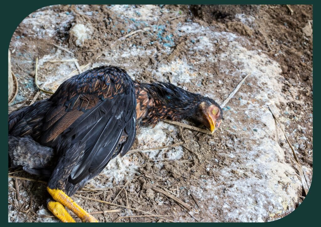 Common chicken diseases can significantly impact the health and well-being of poultry.