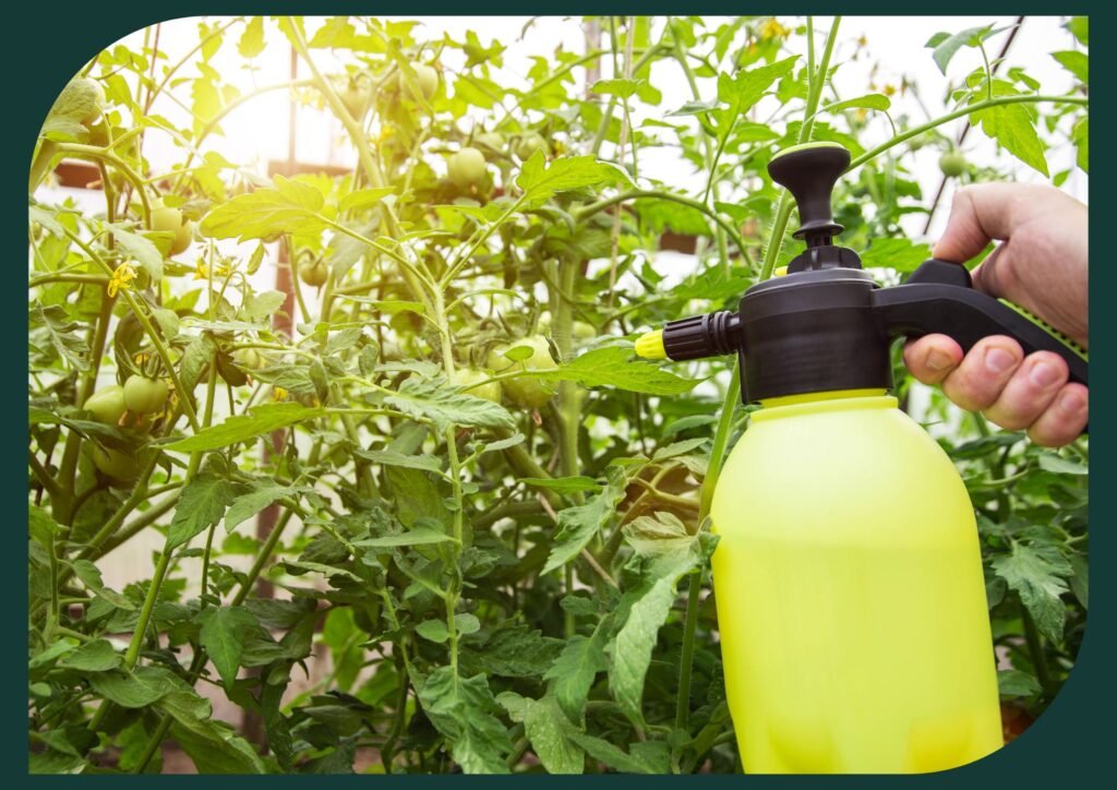Soap solutions protect plants from soft-bodied insects without chemicals.