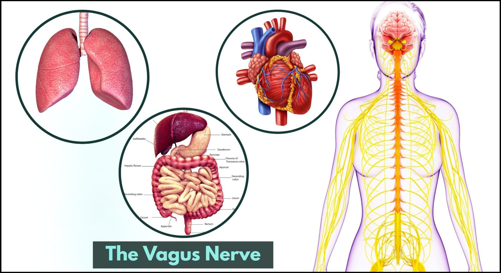 Enhancing Senior Health Through Vagus Nerve Stimulation Techniques