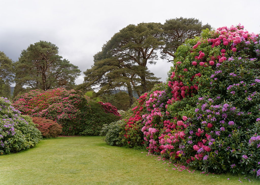 An image of bushes with colorful flowers in Killarney National Park.
