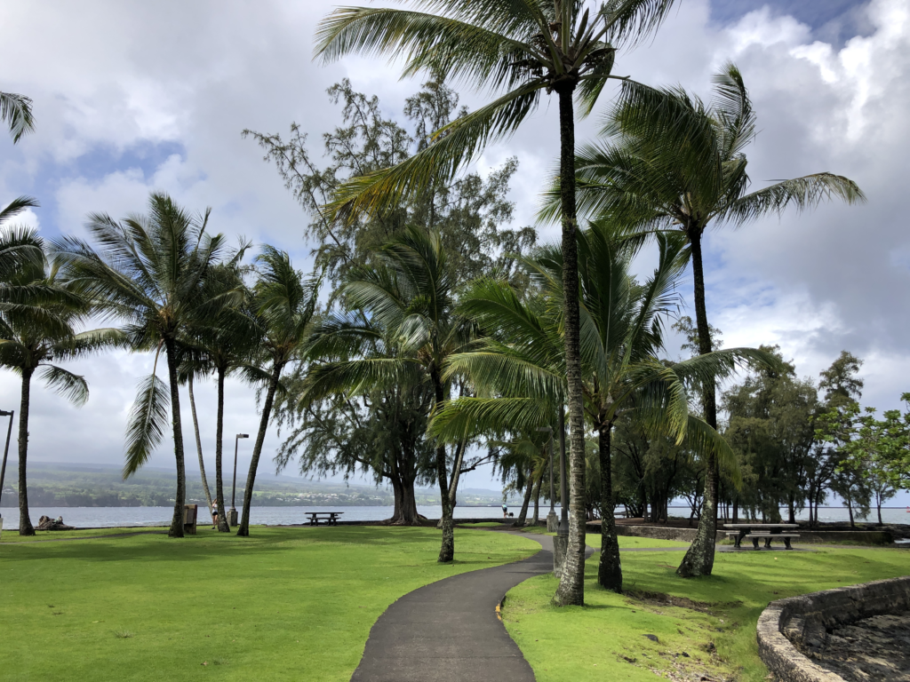 An image of palm trees along a walking path in Hilo. 
