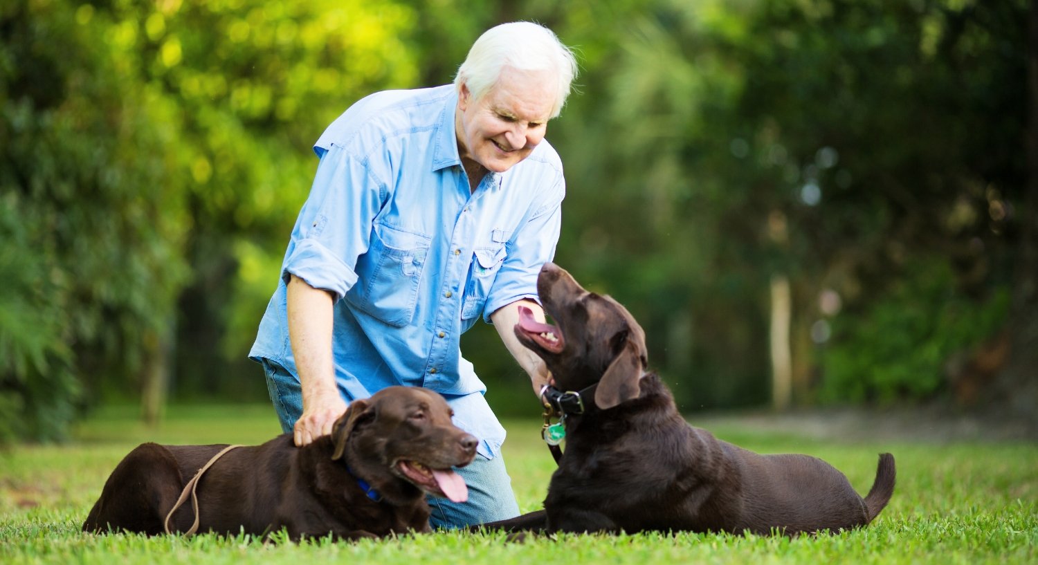 Senior Pets: A Joyful Addition to Your Golden Years