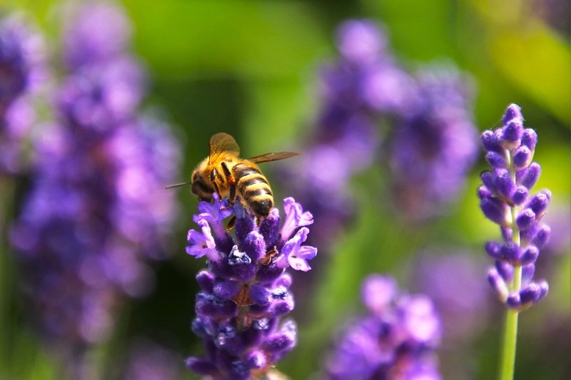 Senior beekeeping helps farmers raise our food. Honeybees are vital pollinators.