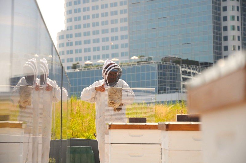 Urban beekeeping has become a trend in big cities throughout the world.