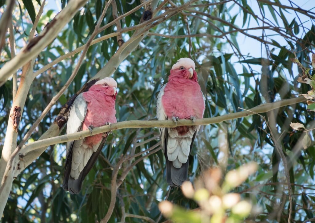Cockatoos found in Australian birdwatching sites eat casuarina and Banksia tree seeds.