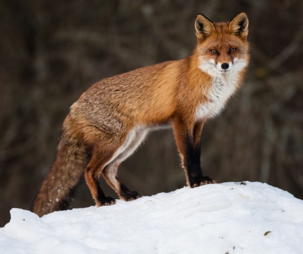 Red fox standing alert on snowy ground, showcasing its russet coat and bushy tail in a winter landscape