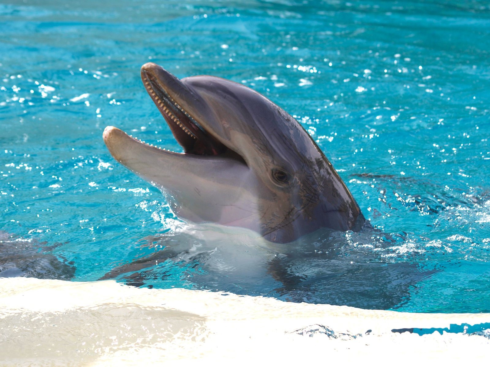 The power of laughter extends beyond humans. Dolphins and other animals laugh, too. They make high-pitched vocalizations - or clicks - during interactions with humans or other dolphins.
