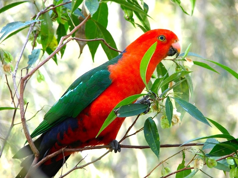 Birding in Australia promises attractions you will find nowhere else on the planet.