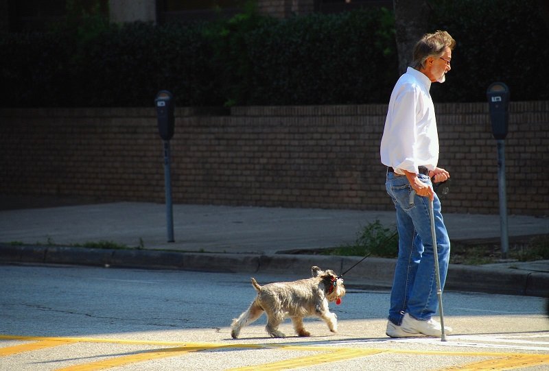 Dogs undergo stages in their life in ways that can be uncannily similar to the ways that people age.