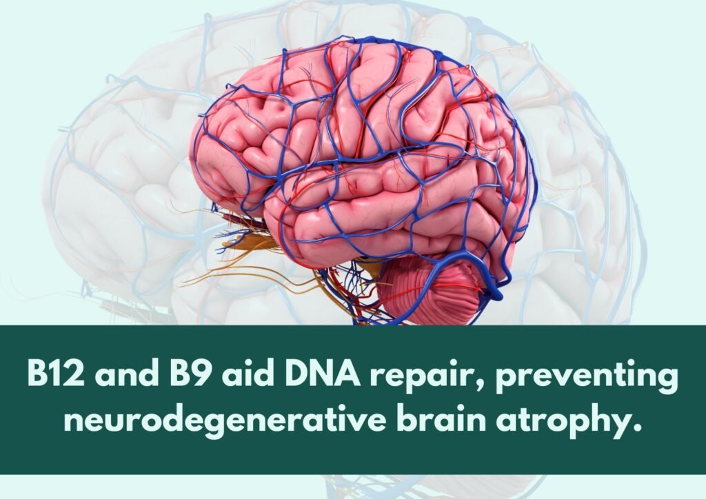 The brain's energy needs rely on Vitamin B complex for performance.