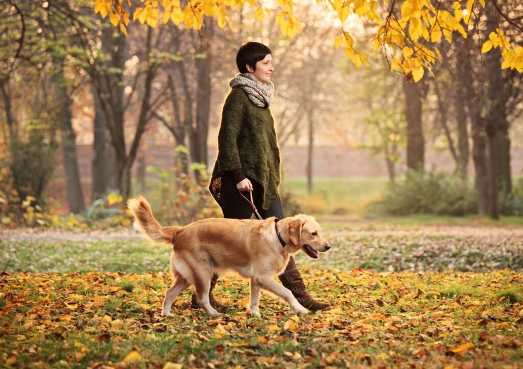Regular walks benefit dogs by improving their physical health, mental well-being, social skills, and overall lifespan.